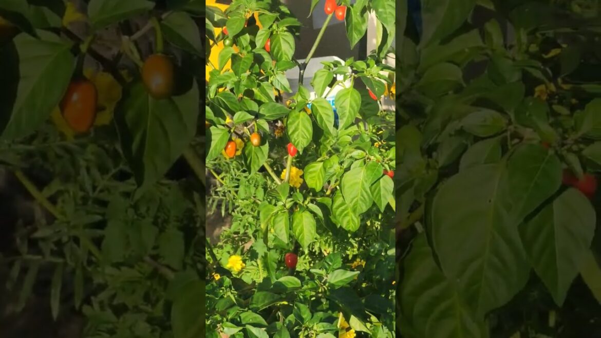 Mankiilling chilli 🌶