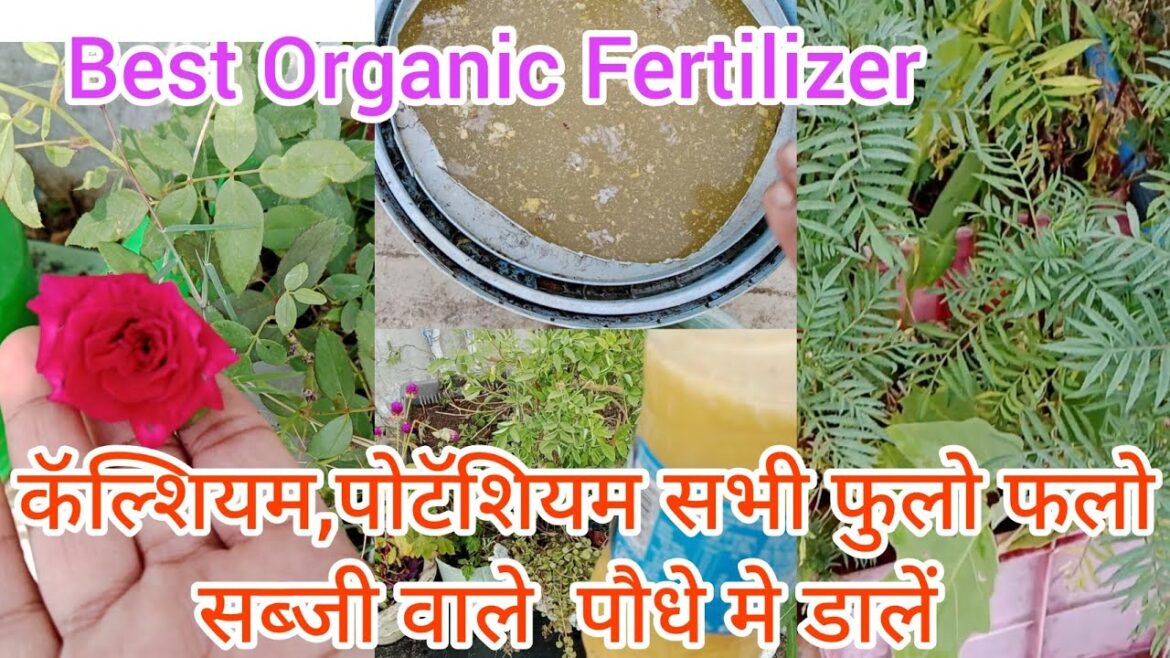 Free का कॅल्शियम पोटॅशियम सभी फुलो फलो और सब्जी वाले पौधे मे डाले Best Organic Fertilizer #plants