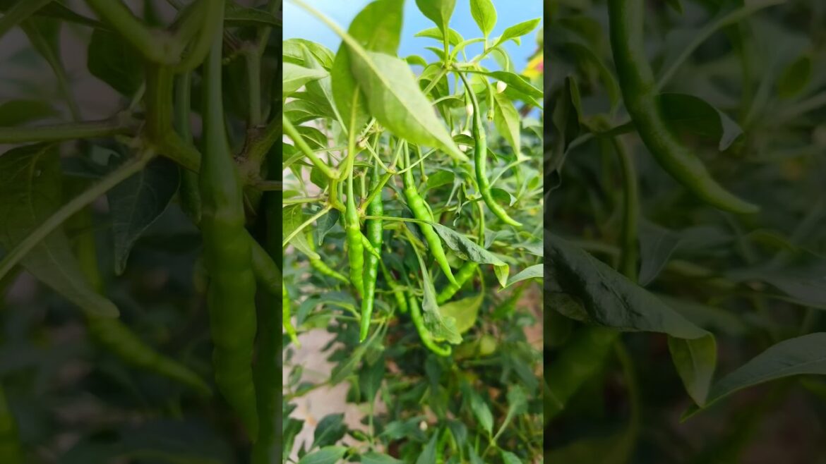 Green Chilli Fruiting And Harvesting #greenchilli #chilli ##harvesting