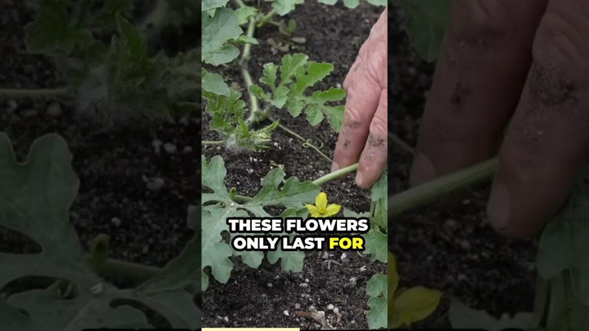 Pollination Tips For Growing Watermelon! #growhoss #gardeningtips