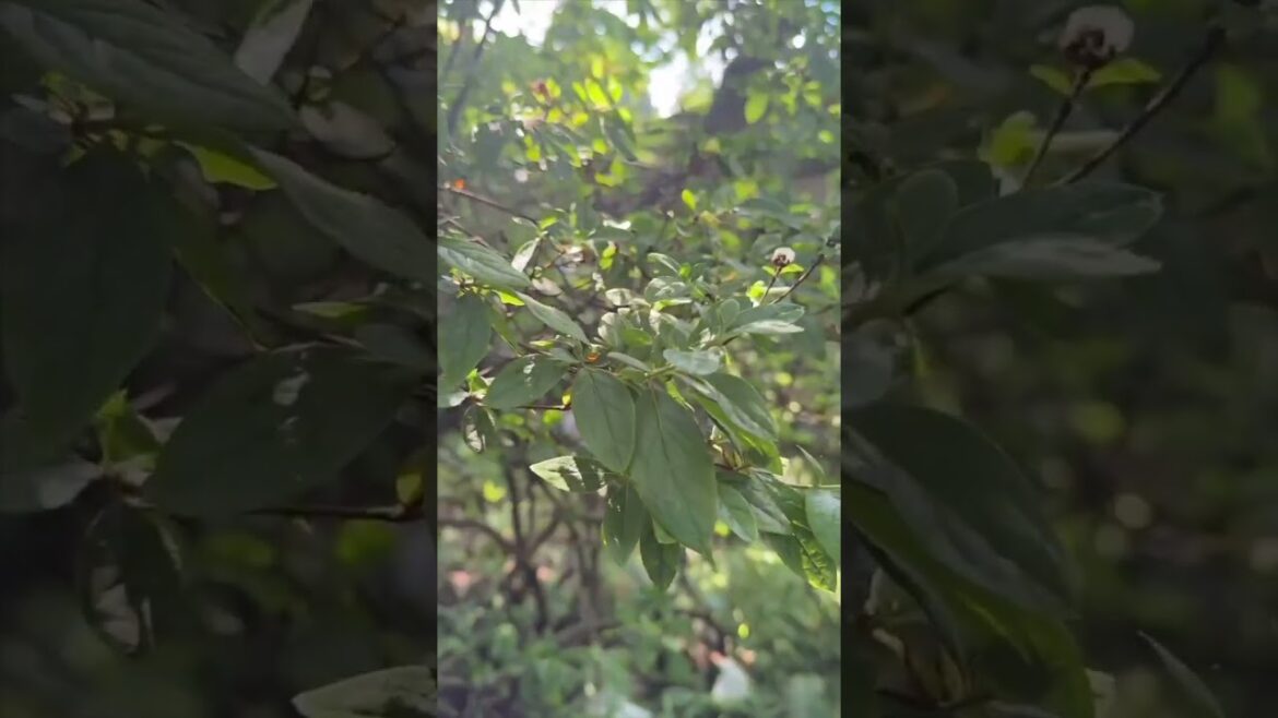 Chiba Gardens Walking Tour - Traditional Japanese Garden Design
