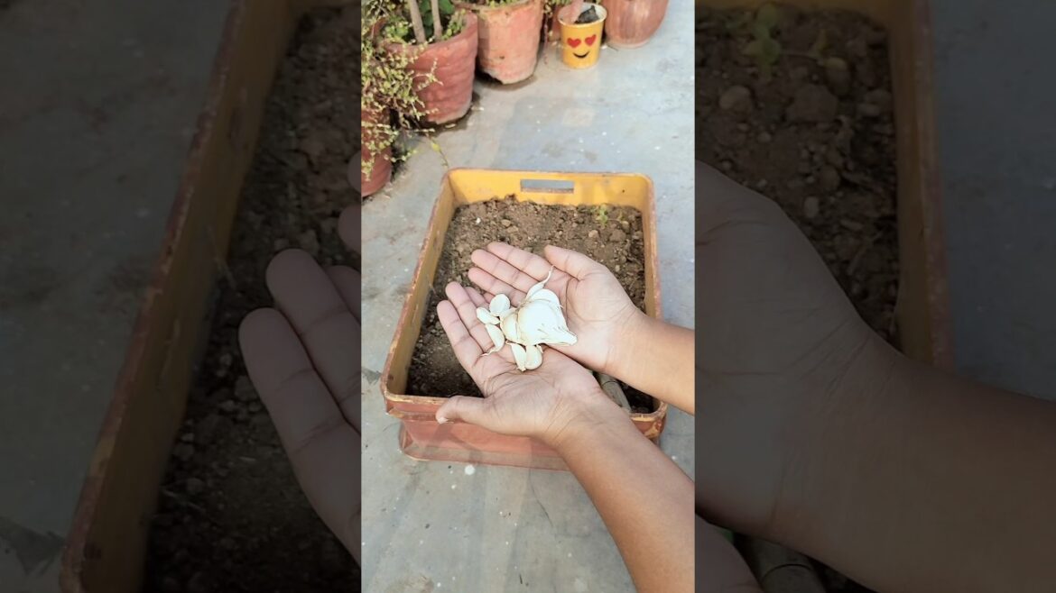 Kitchen Gardening ki shuruaat ☘️#gardening #kitchengarden