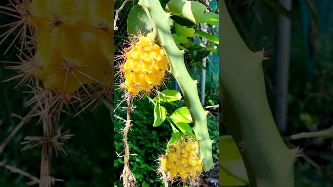 Yellow dragon fruit propagation #dragonfruit #gardentour #gardentips #youtubeshorts #gardeningtips