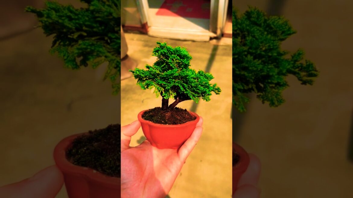 Bonsai: The Tiny Trees That Changed How We See Nature #bonsai Bonsai: The Tiny Trees That Changed How We See Nature #bonsai