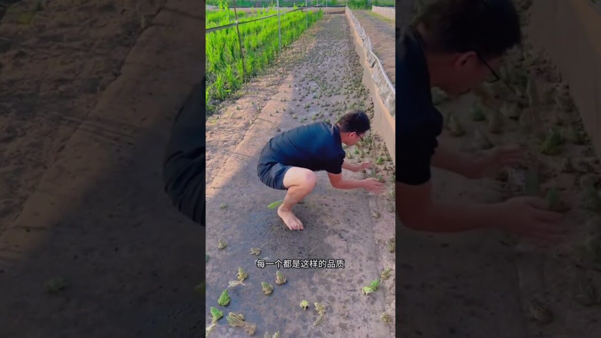 🐸 Frog Farming in China: A Surprising Boom! #EcoFriendly