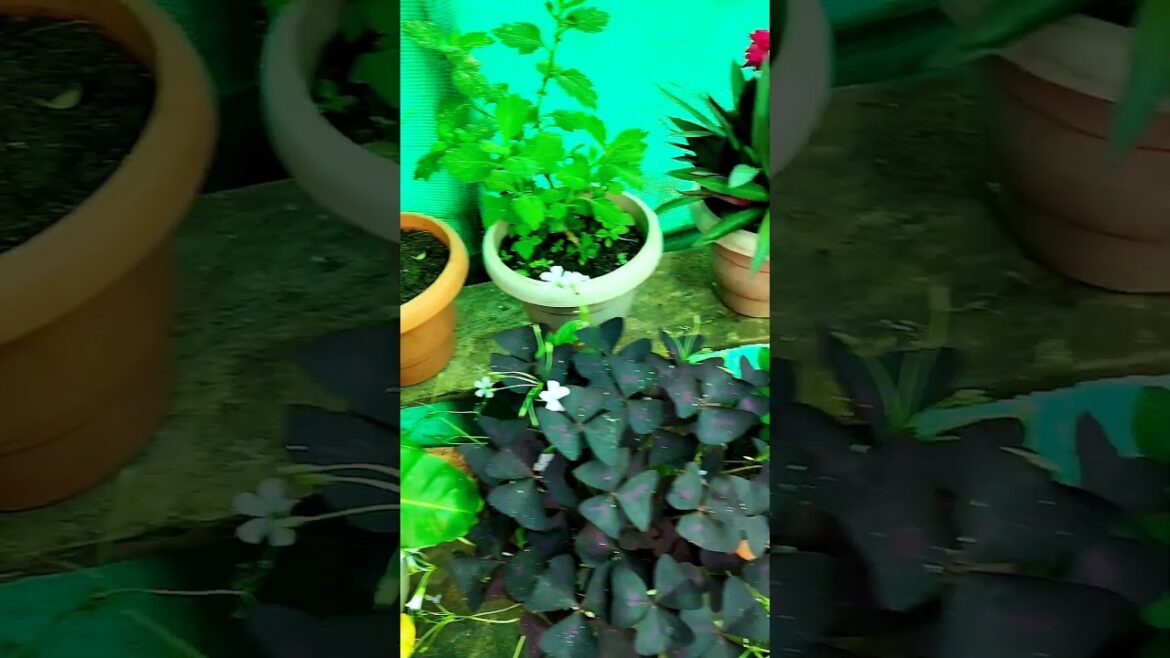 Tips For Vermi compost | How To Care Garden #garden #vermicompost #shorts