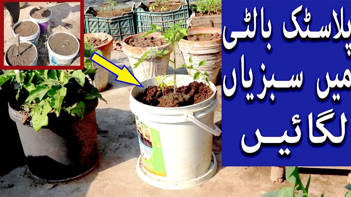 Make Flower Pot With Paint Bucket | Container Gardening for Beginners Extreme Cheapest Pot Only 80/-