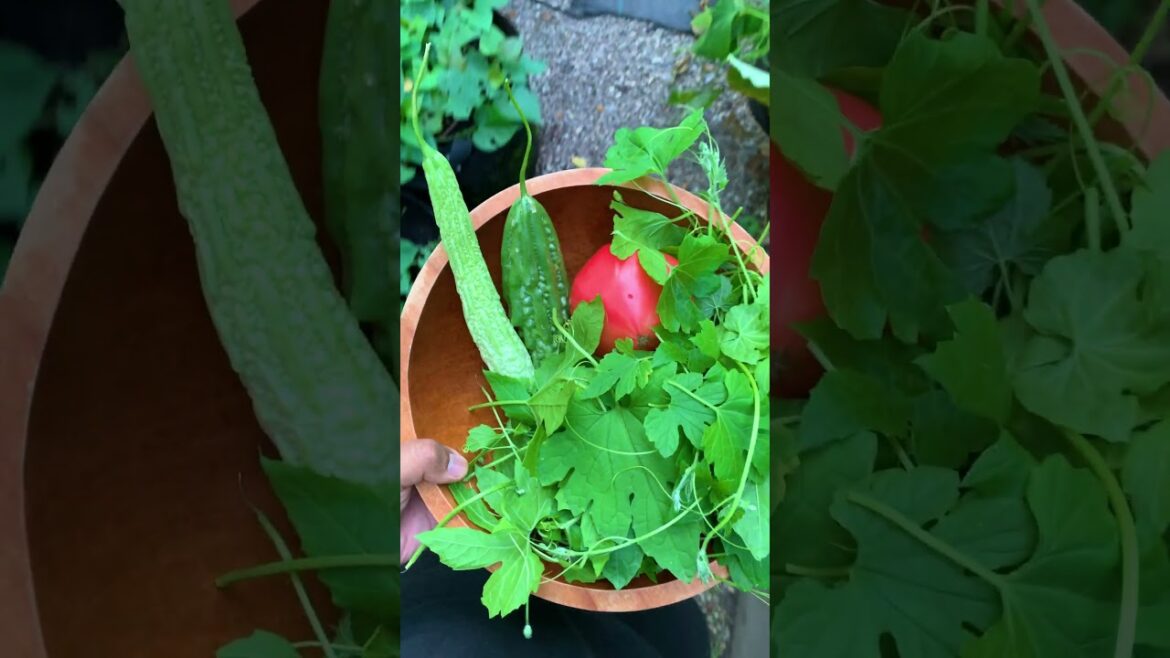 This is how we cook our bittermelon harvest, we made Filipino Munggo This is how we cook our bittermelon harvest, we made Filipino Munggo