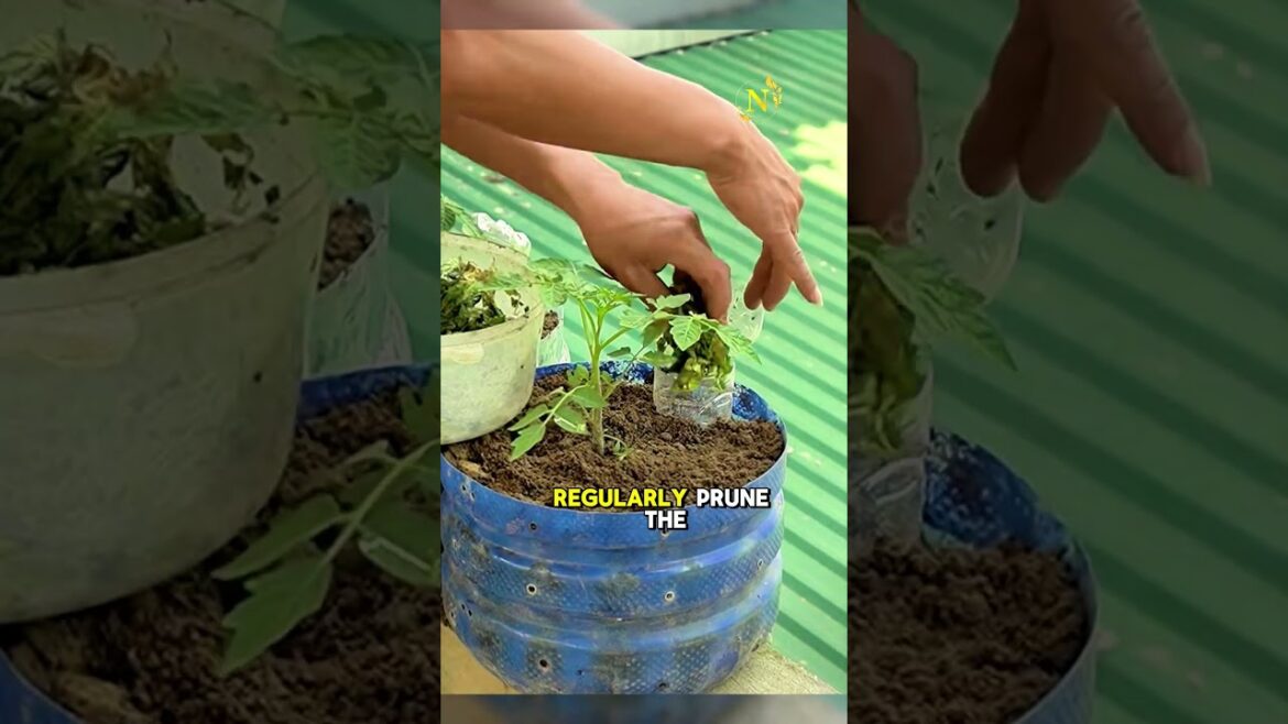 DIY Tomato Garden Hack You NEED to Try!