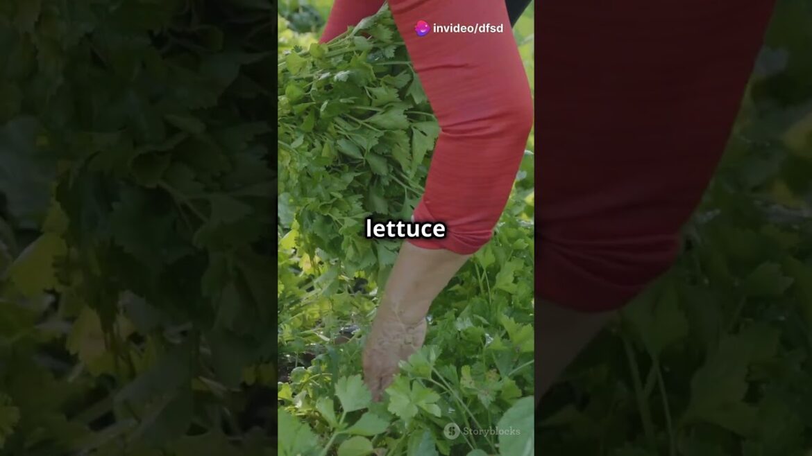 best plant to grow at home @Gardentips876 #youtubeshorts #garden #gardening #gardeningsecrets best plant to grow at home @Gardentips876 #youtubeshorts #garden #gardening #gardeningsecrets