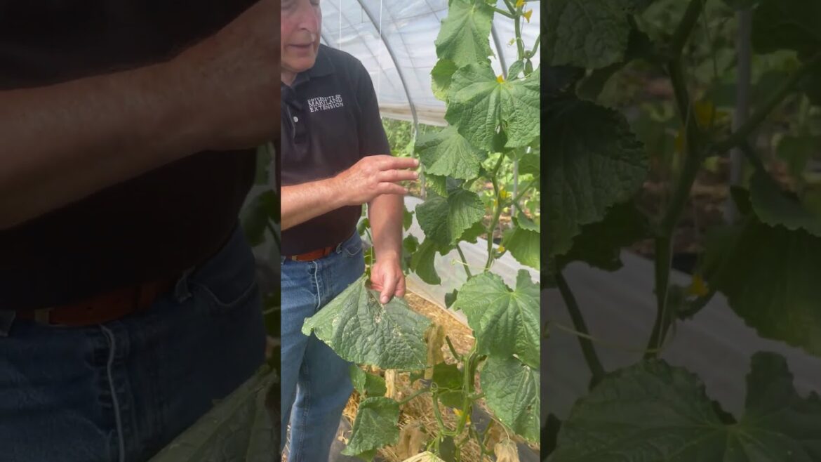 Cucumber Beetles in the Vegetable Garden Cucumber Beetles in the Vegetable Garden