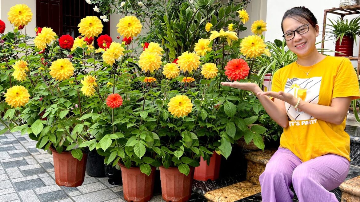 Your front yard landscape will become splendid with this flower