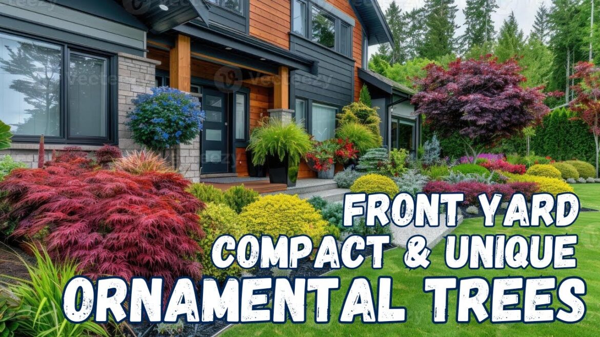 Unique , Compact Ornamental Trees For Front Yard | Best Dwarf Trees For Landscaping Design Unique , Compact Ornamental Trees For Front Yard | Best Dwarf Trees For Landscaping Design