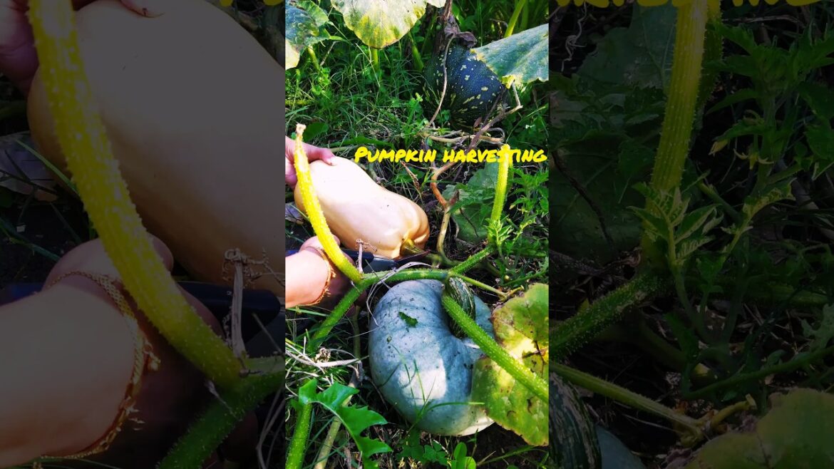 വീട്ടിലുണ്ടായ മത്തങ്ങാ കണ്ടാലോ ?#homegarden #gardening #krishi #mathanga #halloween