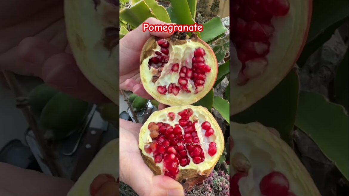 Pomegranate Fruit #shorts #satisfying #fruit #pomegranate #garden Pomegranate Fruit #shorts #satisfying #fruit #pomegranate #garden