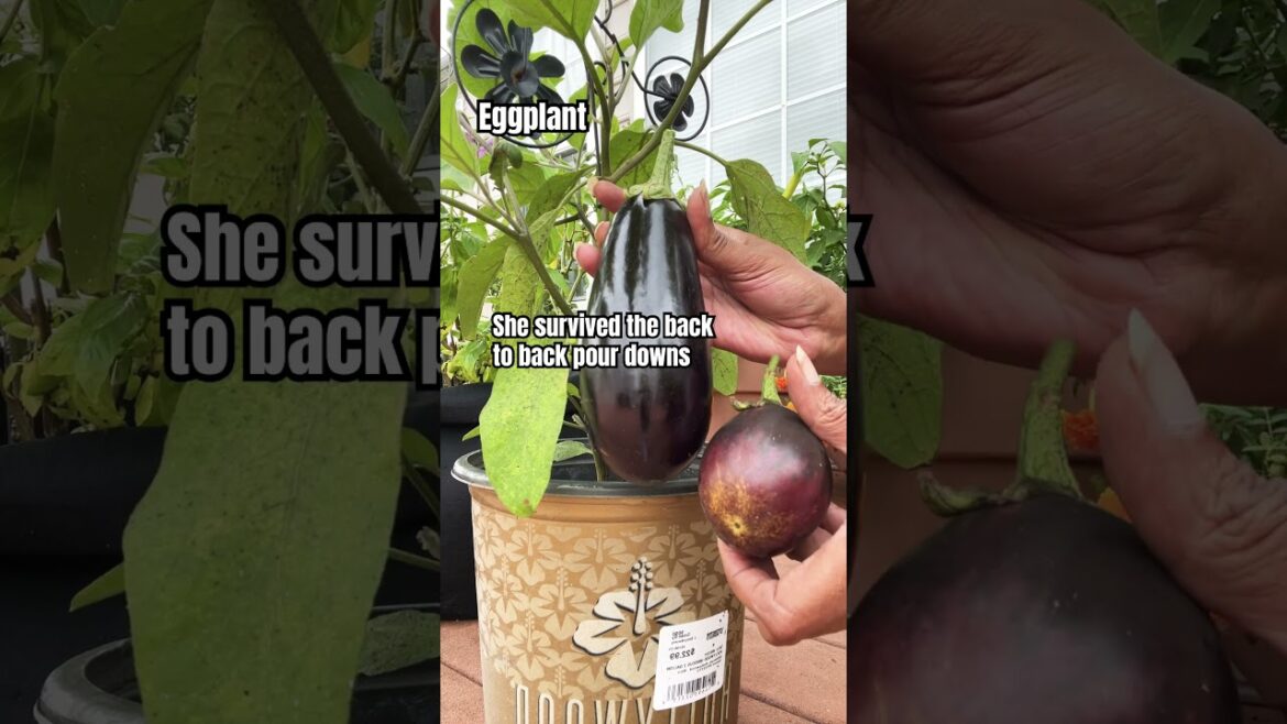 Growing Eggplant on the deck #containergardening