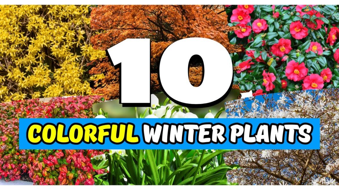 10 Striking Plants for Winter Color You NEED in Your Garden! 10 Striking Plants for Winter Color You NEED in Your Garden!