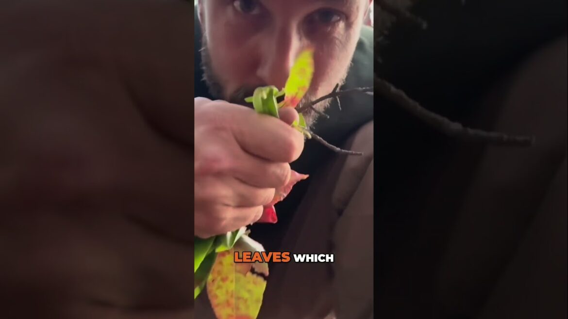 Survival Uses for Sourwood Leaves ๐ SDN is on RUMBLE link in description Survival Uses for Sourwood Leaves ๐ SDN is on RUMBLE link in description