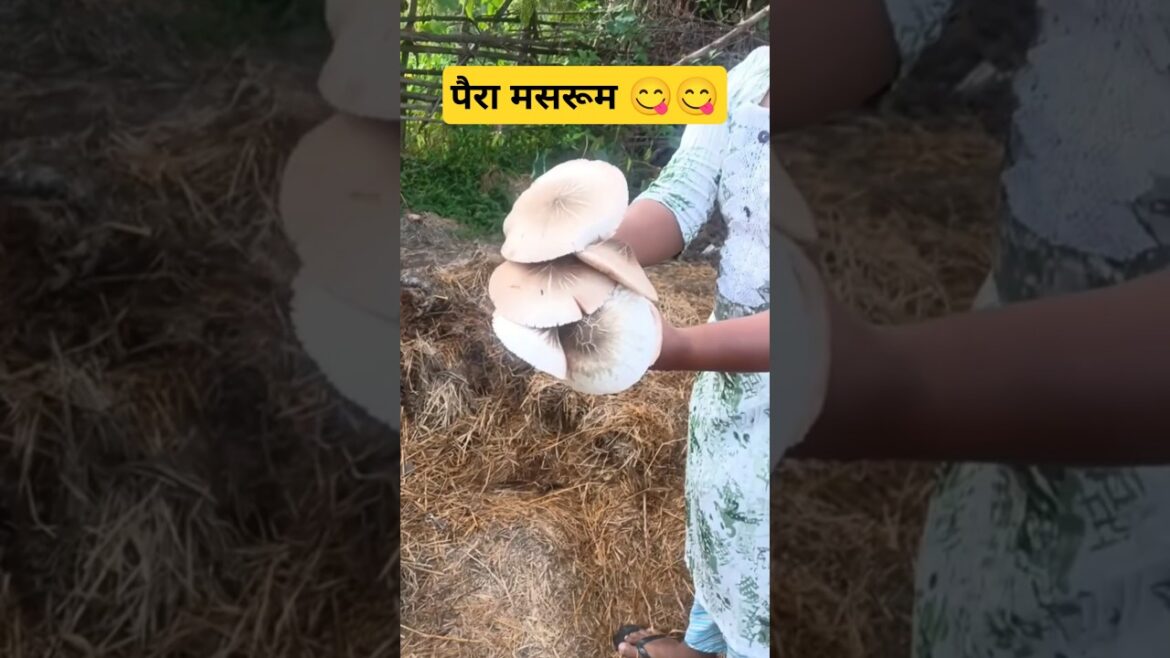 Mushroom Farming: The Most Beautiful Way to Grow Food ๐๐#nature #food #farming #shortfeed #shorts Mushroom Farming: The Most Beautiful Way to Grow Food ๐๐#nature #food #farming #shortfeed #shorts
