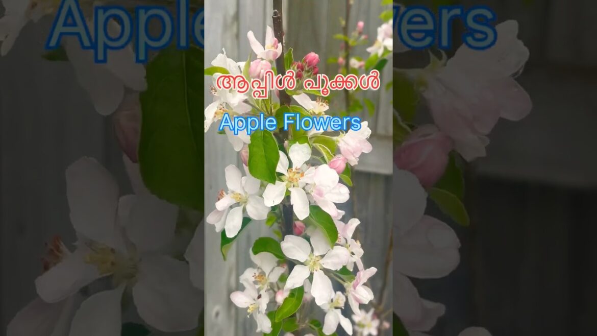 Apple blossoms#blooming#flowers#viralvideo #latest shortsfeed#youtubeshorts#trending#sreyaghosal