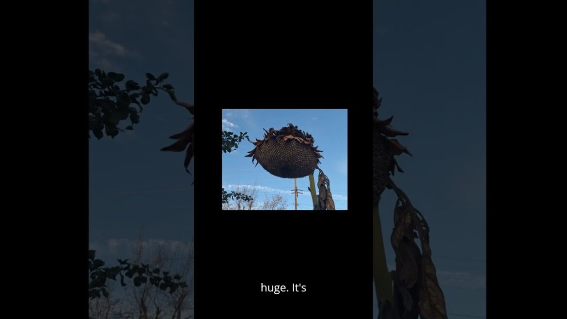 Whoa! Look at This Huge Sunflower! "Whoa! Look at This Huge Sunflower!"