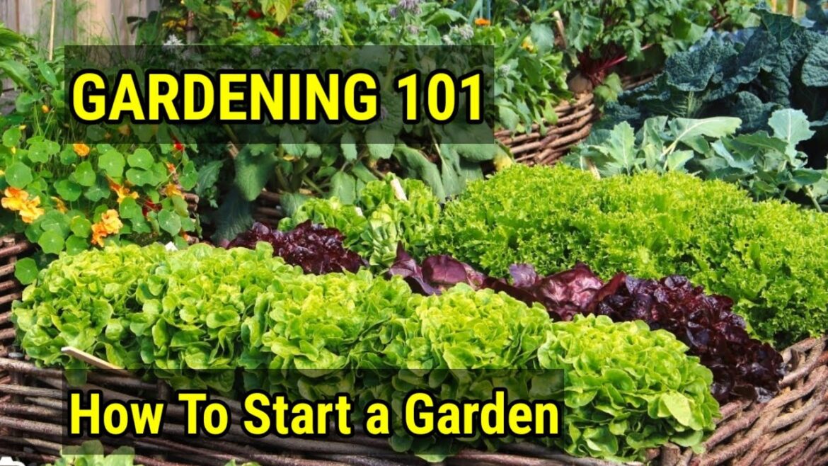 GARDENING 101: HOW TO START A GARDEN