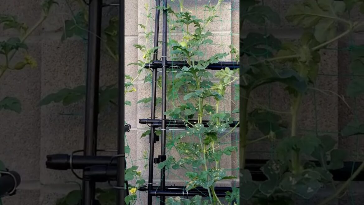 Don't have enough space in your garden? #vertical #watermelon  #lasvegas #containergardening