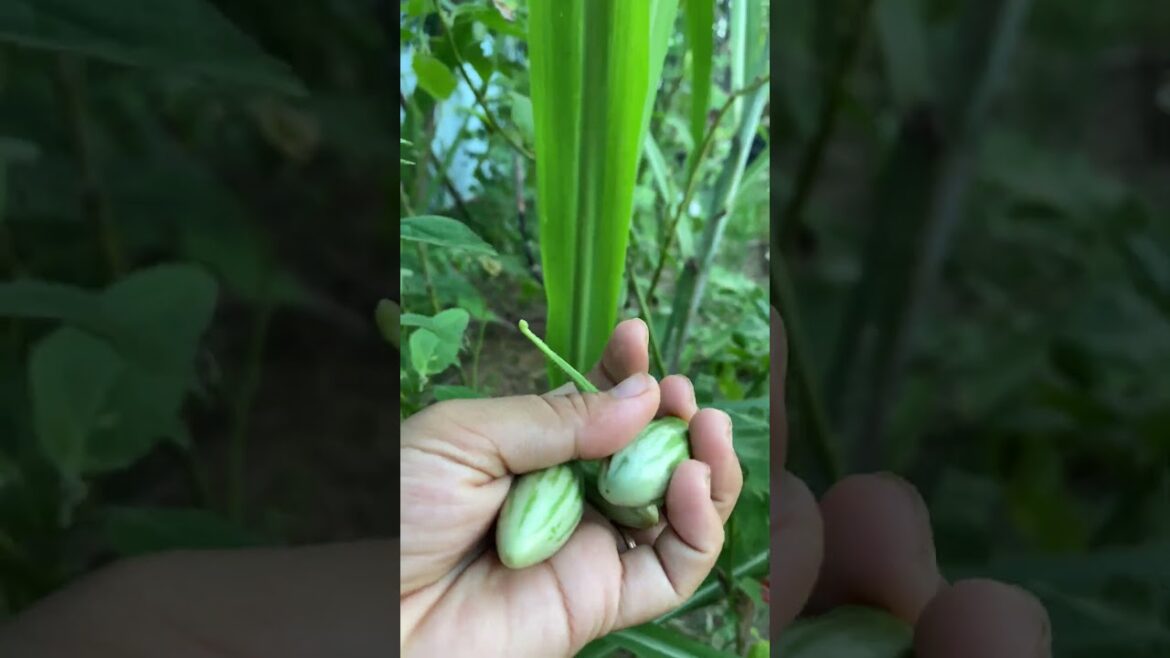 Daily life gardener by meimei / tips for growing/ enjoy with organic vegetable #shorts #gardening