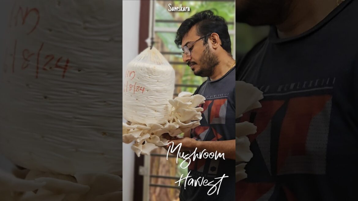 High Yielding mushroom bed @Rs120 | Check description box for details | Samskara Home Gardening High Yielding mushroom bed @Rs120 | Check description box for details | Samskara Home Gardening