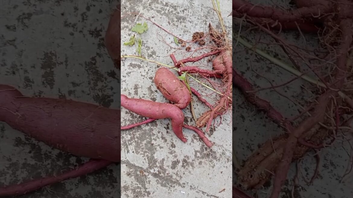 शक्करकंद और अदरक की हार्वेस्टिंग की है अपने गार्डन से#shorts#gardening#organic#yt शक्करकंद और अदरक की हार्वेस्टिंग की है अपने गार्डन से#shorts#gardening#organic#yt