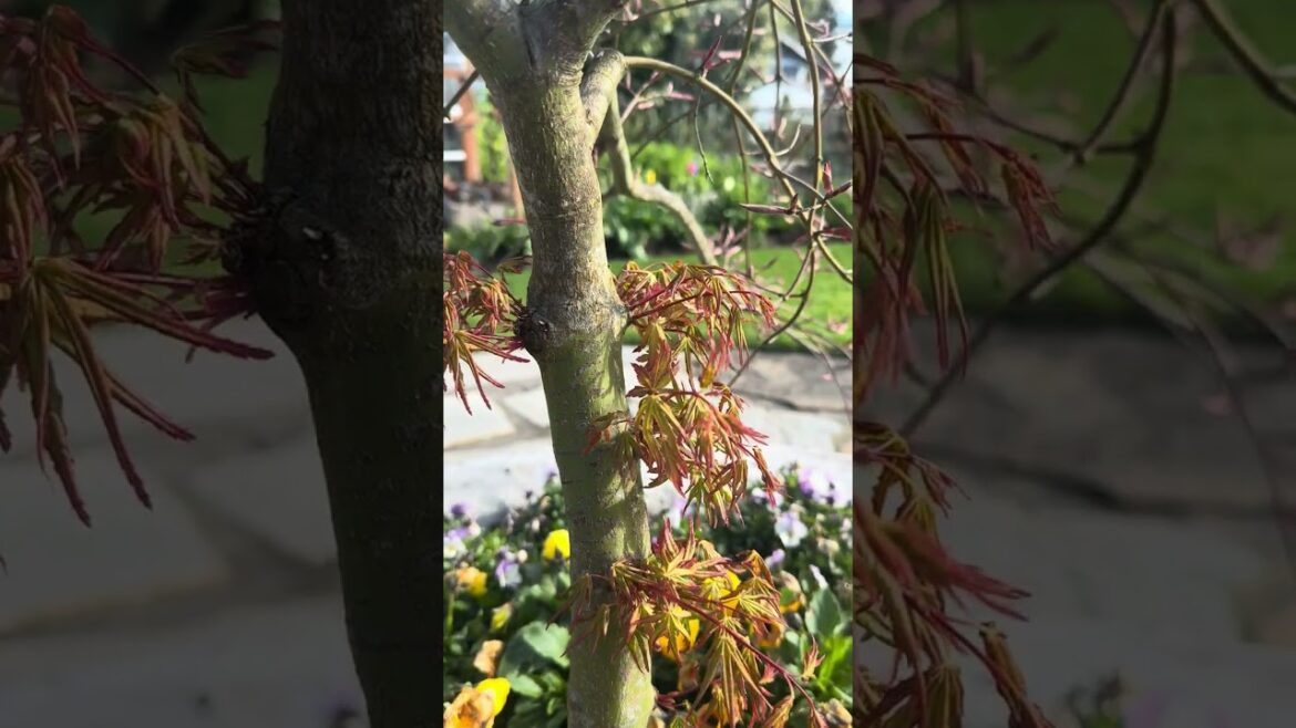 Lace Leaf Maple Tree: A Delicate Beauty for Your Garden #mapletree #mapleleaves #mapleleafs