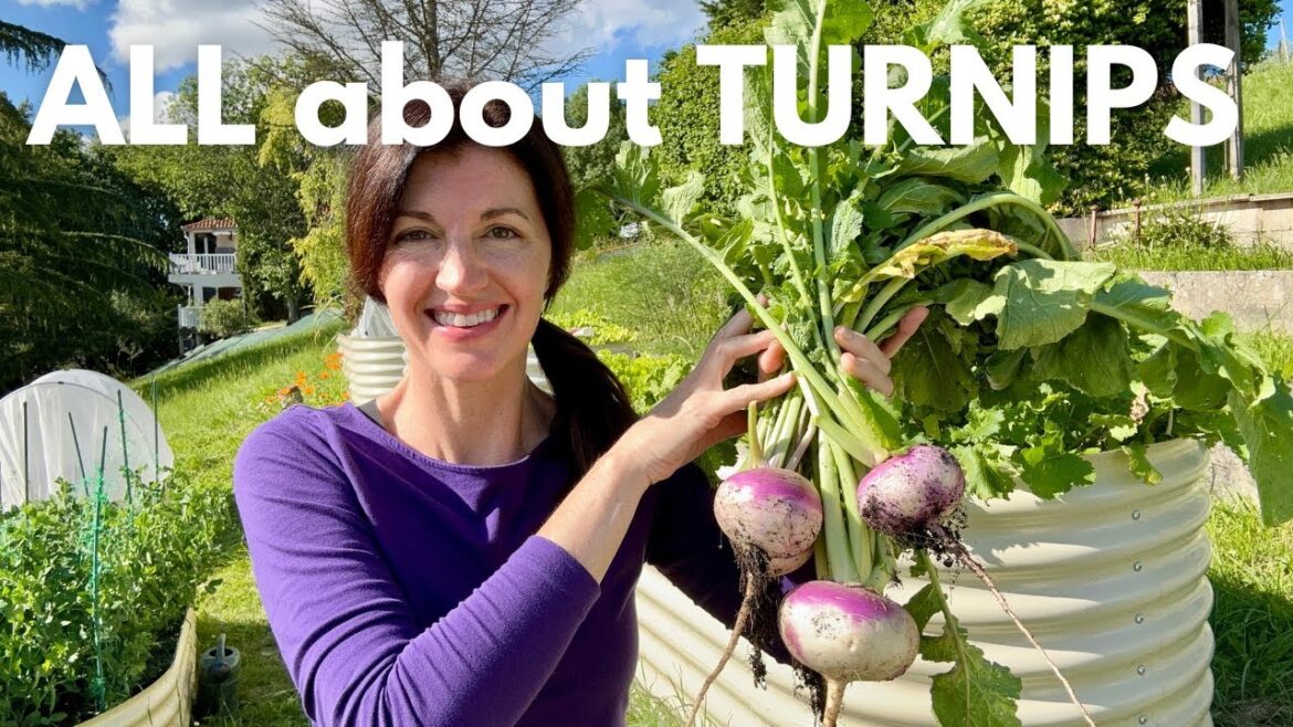 How to Grow Turnips & Why EVERYONE should grow them!