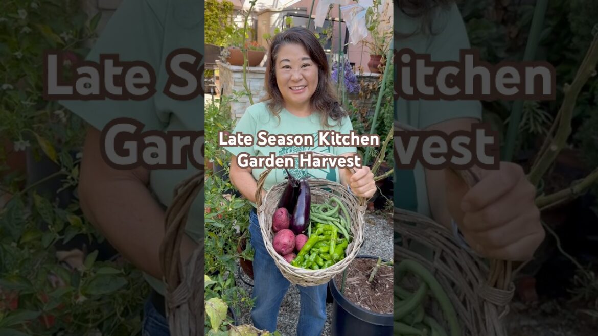 Surprising Potato Harvest! | Container Vegetable Gardening Surprising Potato Harvest! | Container Vegetable Gardening