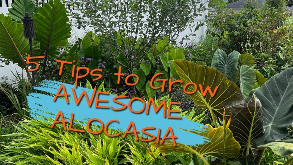 5 tips to Grow Awesome Alocasia | The Barefooted Gardener