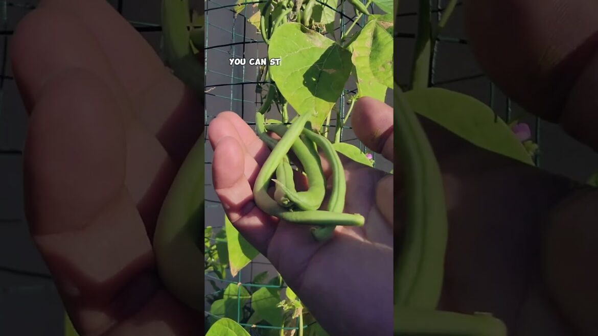 California Gardening: Late Summer Pole Beans Harvest: Tips for a Bountiful Fall Garden! Late Summer Pole Beans Harvest: Tips for a Bountiful Fall Garden!