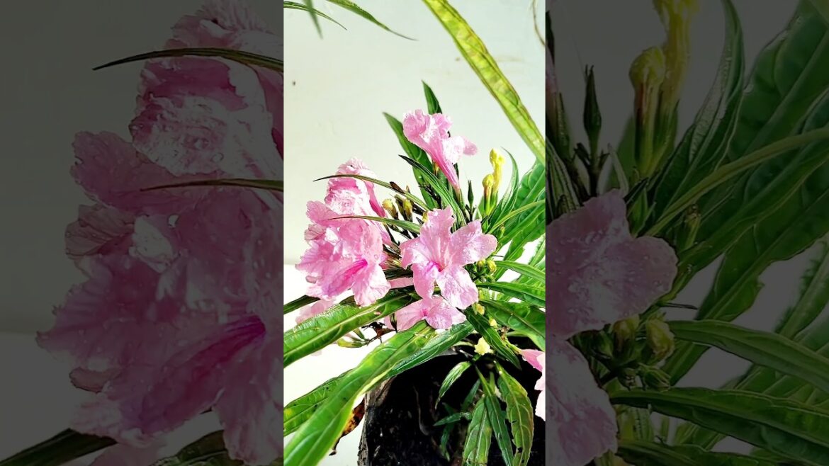 Tips For maxican Pitunia | How To Care Maxican Pitunia #shorts #shortvideo #gardening #garden