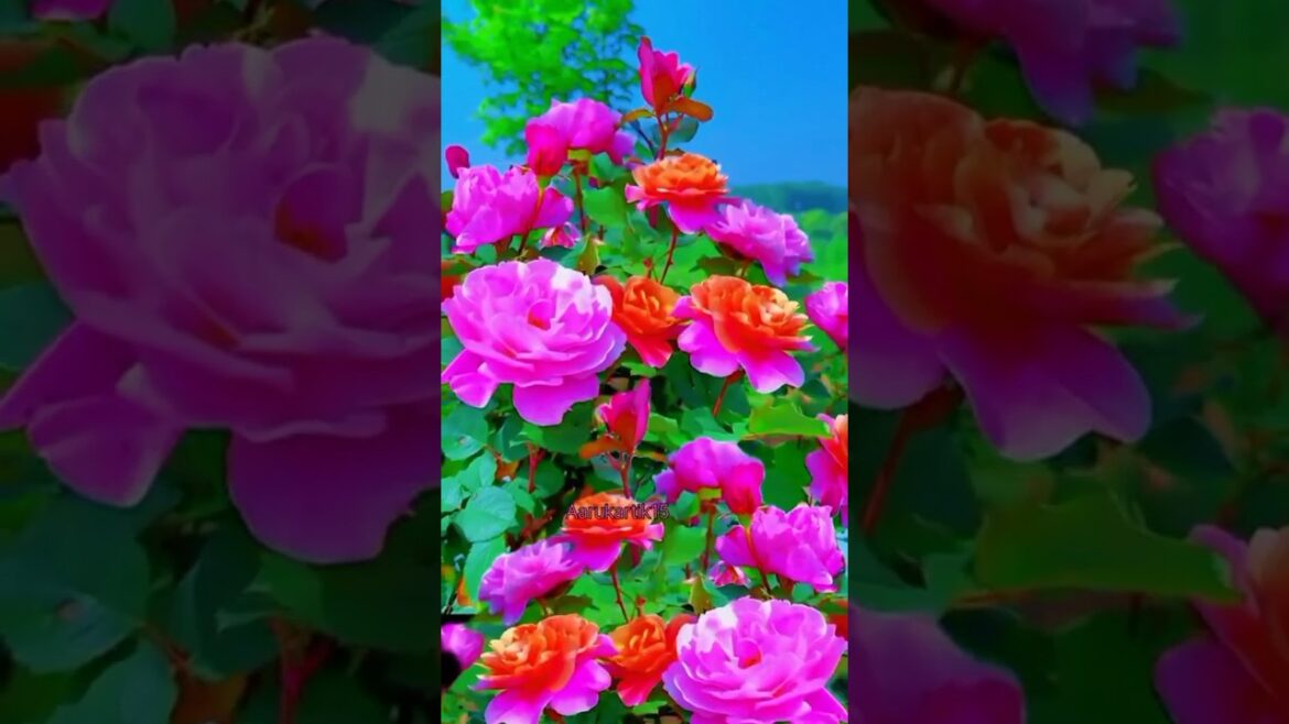 Morning's Colorful Roses😍#short #roseflowers #shorts