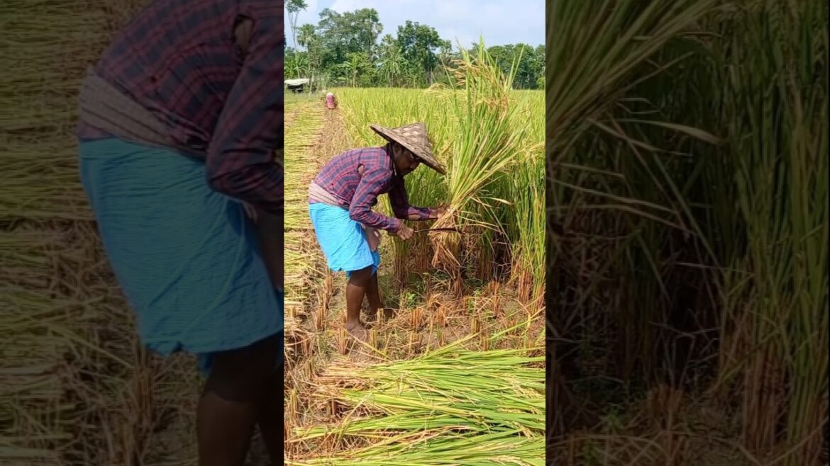 Traditional Manual Paddy Harvest #shorts Traditional Manual Paddy Harvest #shorts