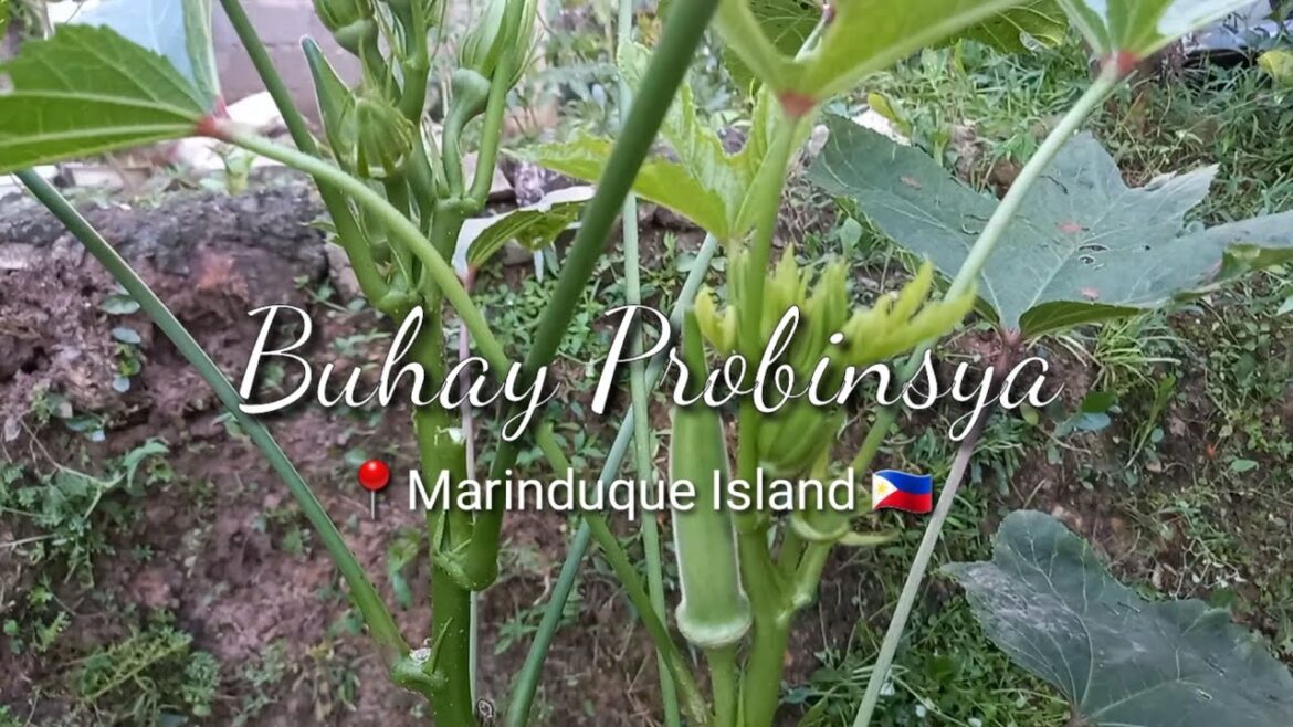 SIMPLENG BUHAY PROBINSYA || Naglinis ng Backyard Garden || @-tgc-