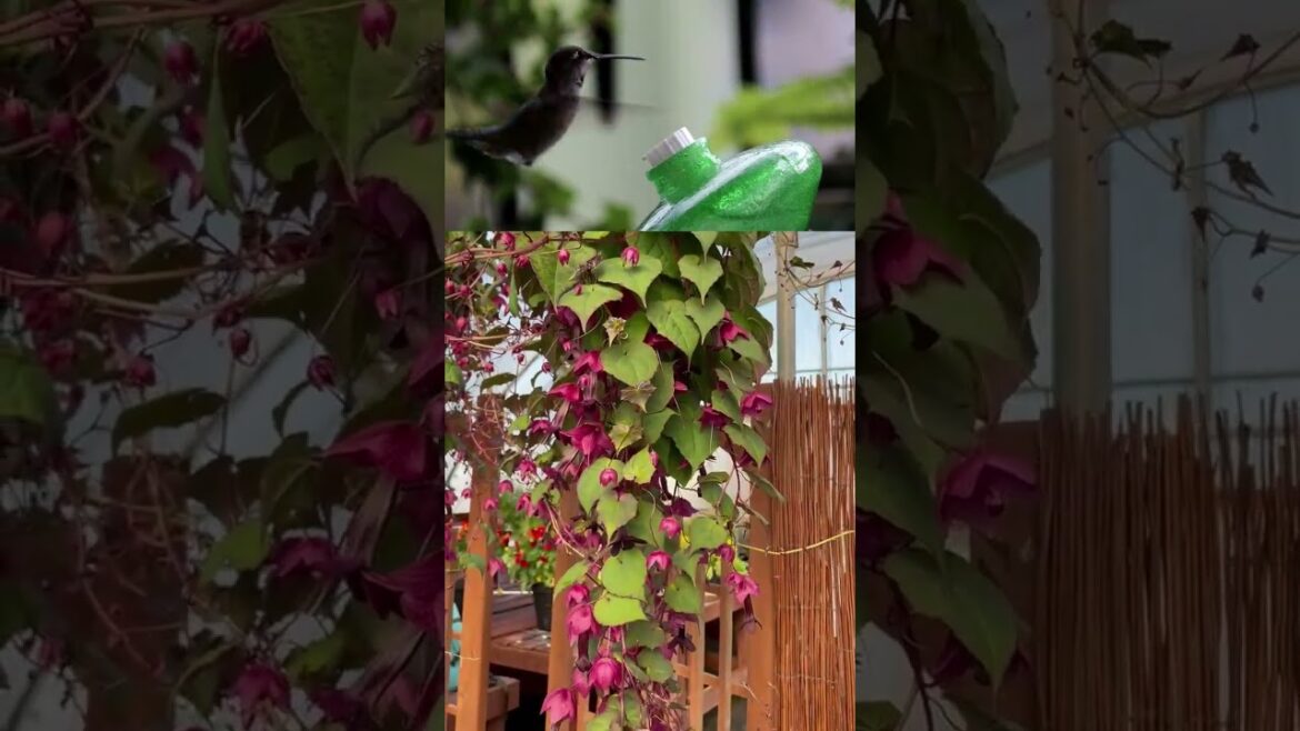 Rhodochritin Purple Bells #gardening #containergardening #garden #garden plants #flowers Rhodochritin Purple Bells #gardening #containergardening #garden #garden plants #flowers