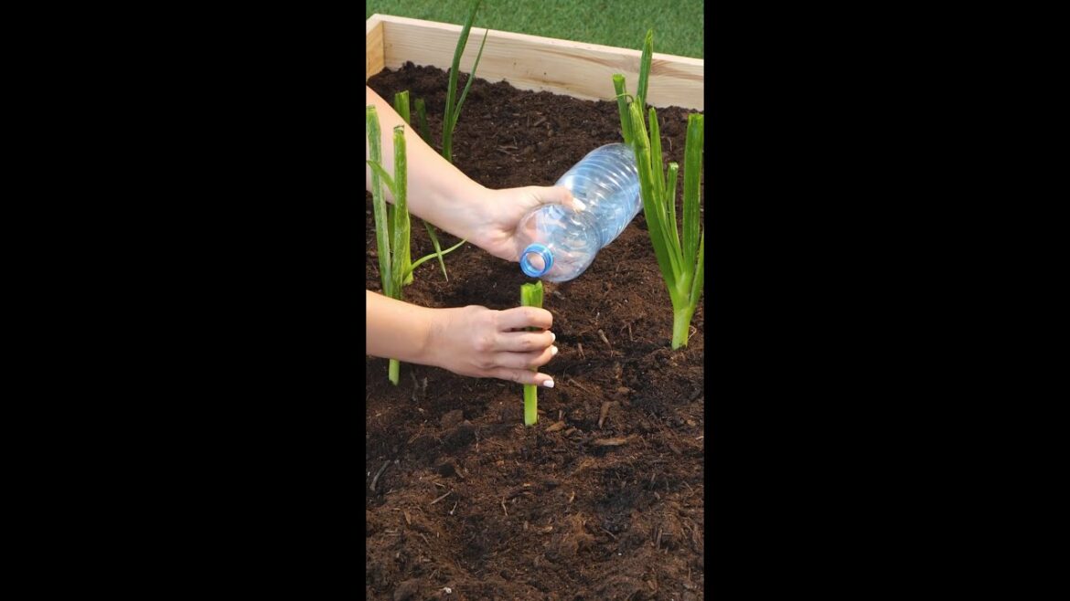Unlock These Genius Garden Hacks for Astonishing Results! 🌿✨ Unlock These Genius Garden Hacks for Astonishing Results! 🌿✨