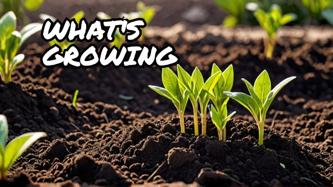 What's About to Grow in Our GARDEN This Season?