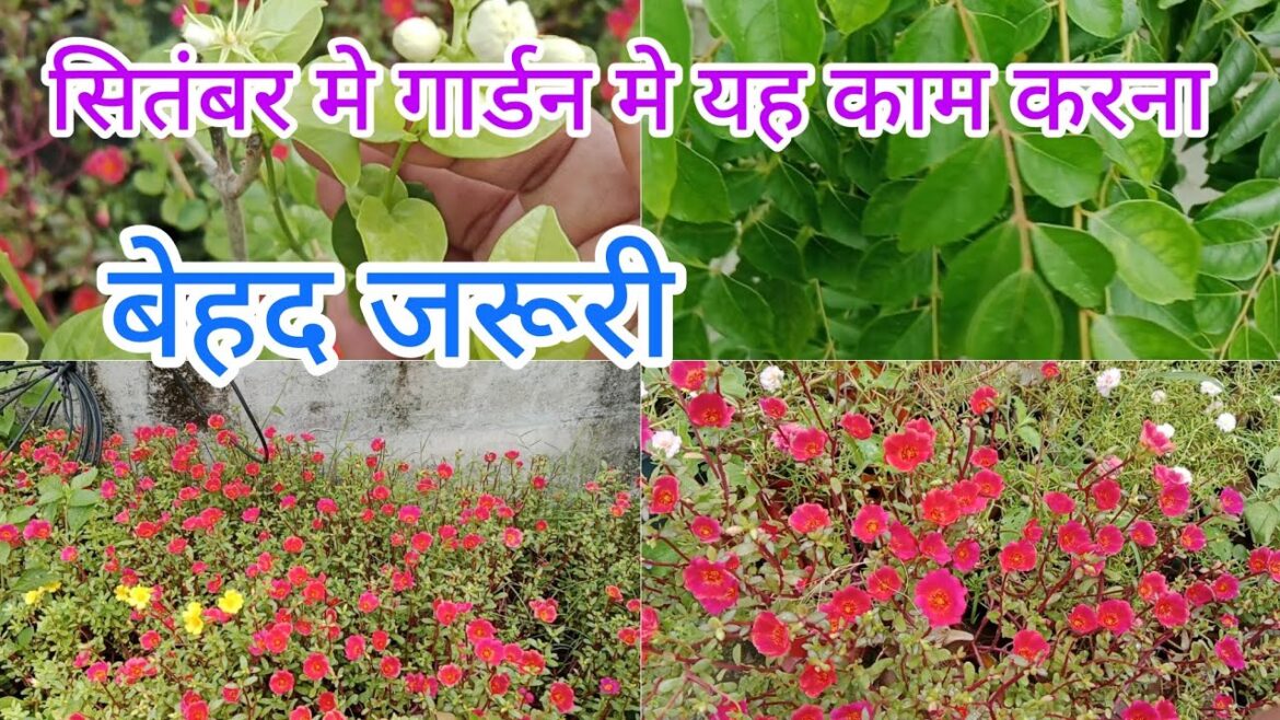 सिंतबर मे garden मे यह काम बेहद जरूरी हैplant care tips #garden #plants# terrace garden के फायदे