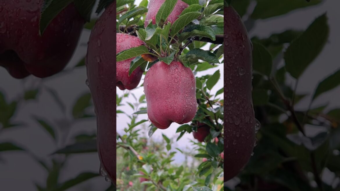 Why Did Nature Make This?🍎🍉🍓🥝🍒🍇 #shorts #nature #fruits