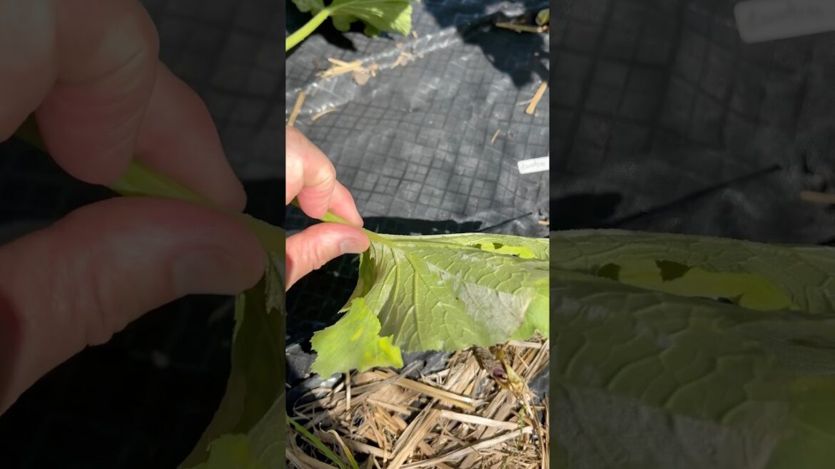 Zucchini Plant Update. Last Powdery Mildew Update until end of Season. #vegetablegardening #garden
