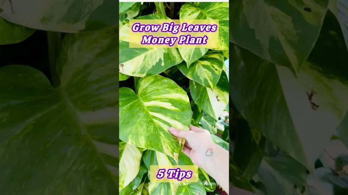 Money Plant Tips || #garden #plants #pothos #shorts