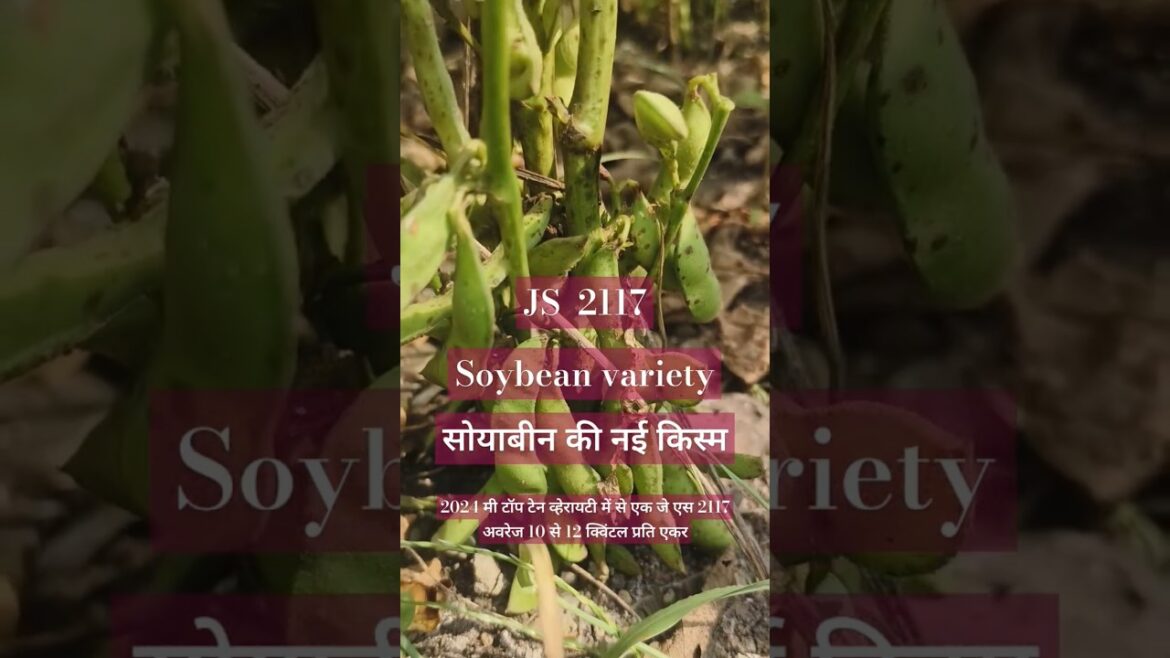 2024 ki top number Van variety JS 2117#soyabean #JS 2117