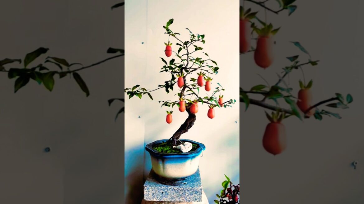 How To Grow Bonsai Fruit Trees (Care Tips) #funnygalaxy38 How To Grow Bonsai Fruit Trees (Care Tips) #funnygalaxy38
