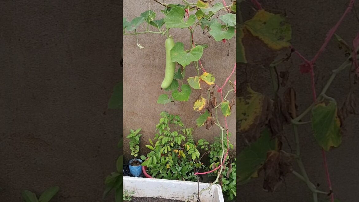 Bottle Gourd From Terrace Garden #terraceharvest #gardening #vegetablegardening