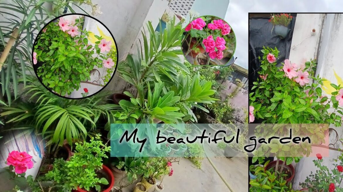 Garden Update: Roses & Hibiscus in Full Bloom! Garden Update: Roses & Hibiscus in Full Bloom!